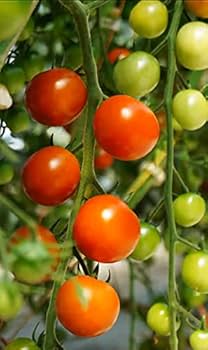Tomato Amazon.com : Sakura F1 Hybrid Tomato Seeds - Deliciously